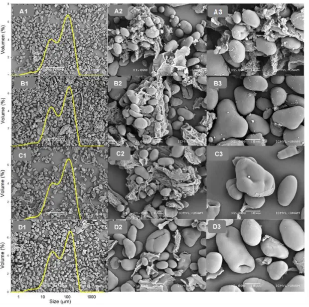 Fig.  5  SEM  micrographs  and  particle  size  distribution  of  annatto  starch  (AS)  variations:  (A)  AS L  (low  purity);  (B)  AS F0 :  starch  from  defatted  flour  (medium  purity);  (C)  AS P0 :  starch  from  deproteinized  flour  (medium  puri