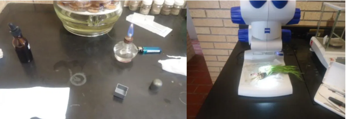 Figura 8. Procedimiento de identificación de micelios 