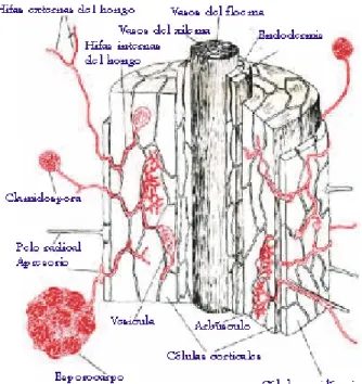 Figura 3. Colonización de ectomicorrizas. 