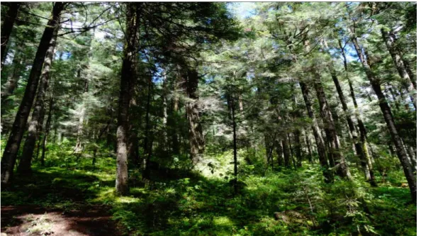 Figura 1. Ejemplo de sitio de colecta de plántulas de la regeneración natural de  Abies  religiosa dentro del gradiente altitudinal de la RBMM