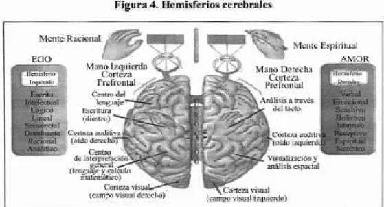 Figura 4. Hemisferios cerebrales 