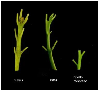 Figura 4. Segmentos nodales de aguacate utilizados. 