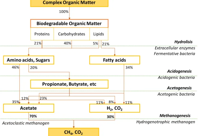 Figure 2. Schematic representation of the main conversion processes in  anaerobic digestion (modified from Gujer & Zehnder, 1983)