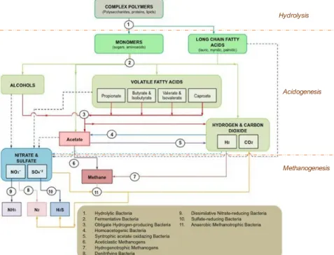 Figure 12. Anaerobic digestion process and microbial interactions. Solid lines represent the usual  pathways in anaerobic digestion