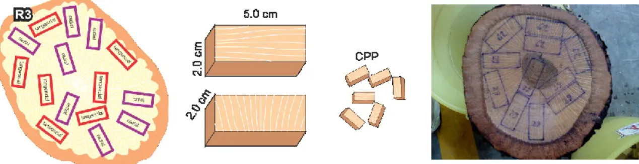 Figura 6. Conjunto de probetas prismáticas (CPP). 