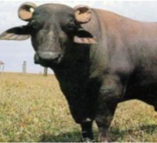 Figura 1. Búfalo de la raza Murrah. 
