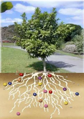 Figura 2. Absorción de nutrientes en las plantas 
