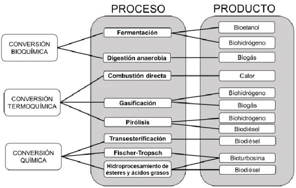 Figura 5. Procesos básicos de la transformación de la biomasa. 