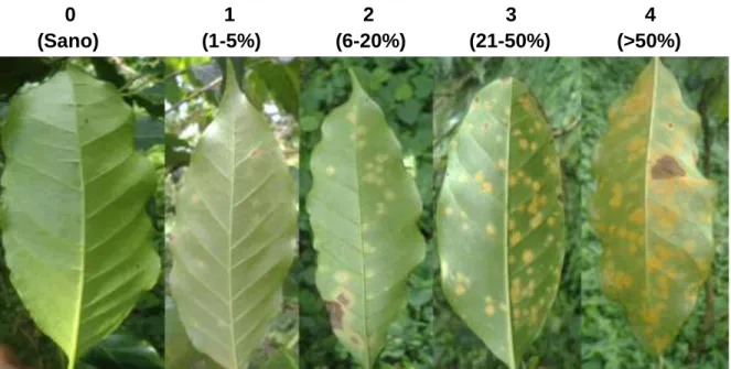 Figura  6.  Guía  visual  para  evaluación  del  nivel  de  daño  de  Hemileia  vastatrix  Berk y Br en campo