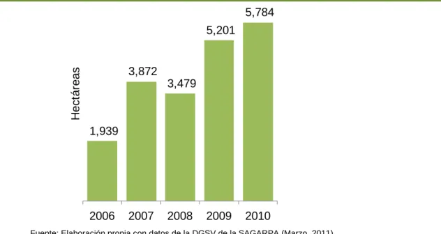 Figura 15. Superficie certificada de mango para exportación a  EUA (2006-2010) 