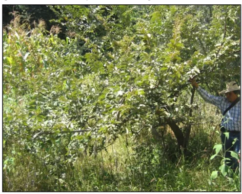 Figura 2. Árbol de guácima. 
