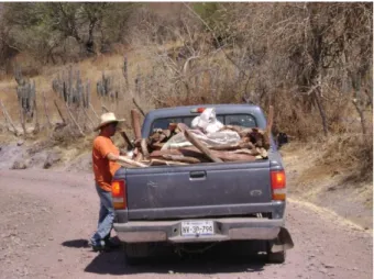 Figura 3. Colecta de semillas y rajas de leña. 