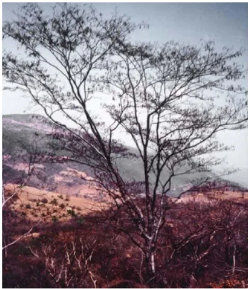 Figura 13. Árbol de Tlahuitol. 