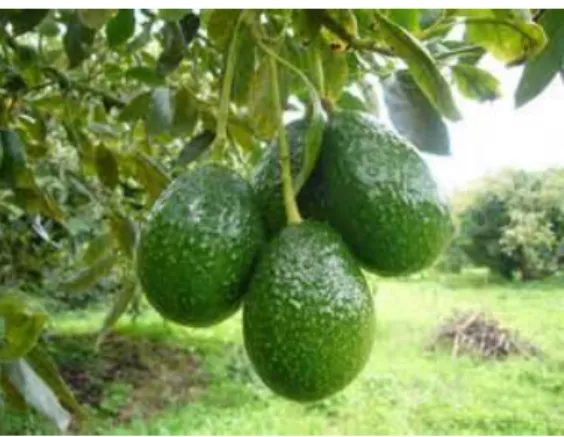 Ilustración 1. Árbol de aguacate 