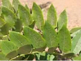Figura 4. Hojas de G. sepium. 