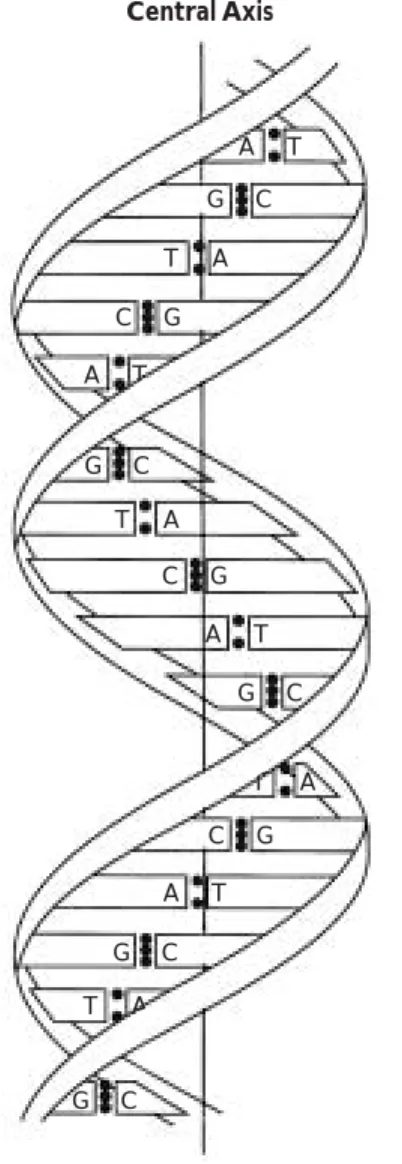 Figure 2.1 The structure of DNA