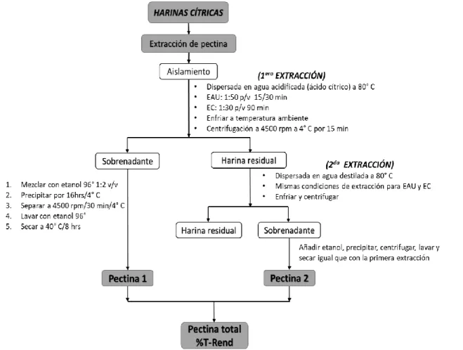 Figura 11. Esquema de extracción de pectina %T-Rend 