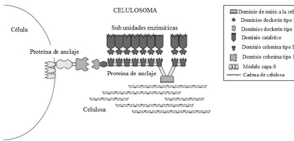 Figura 7. Estructura del celulosoma 