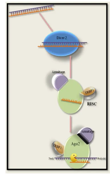 Figure  1.  Known  crustacean  RNAi  players  in  a  model  of 