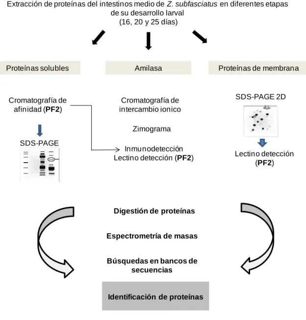 Figura 1. Esquema general de trabajo.