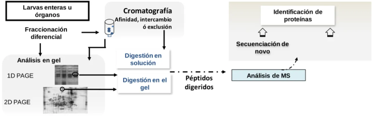 Figura 3. Esquema general del estudio de la proteómica. 