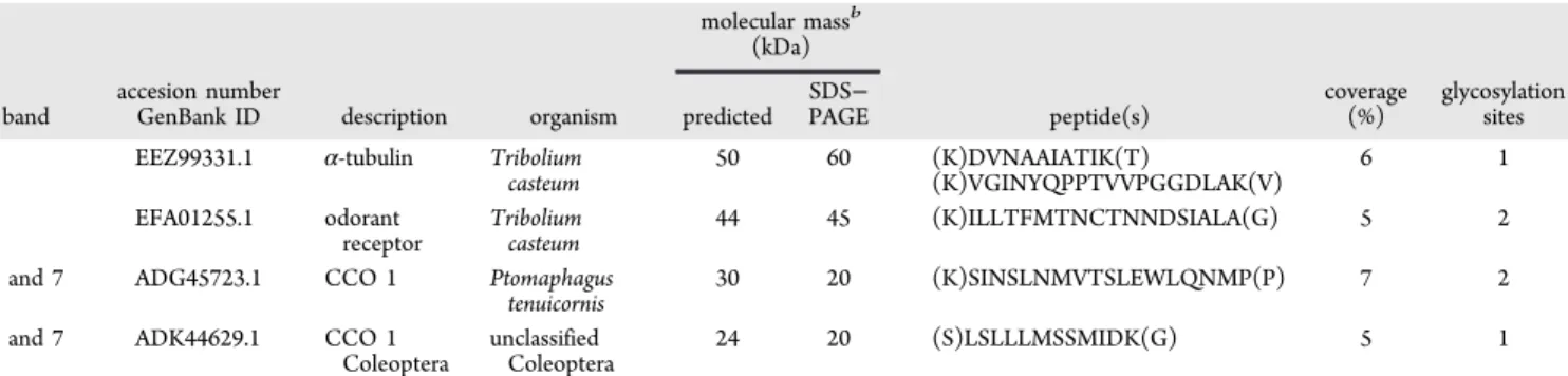 Figure 2. Comparison of the CCO 1 amino acid sequences among the different species of insects