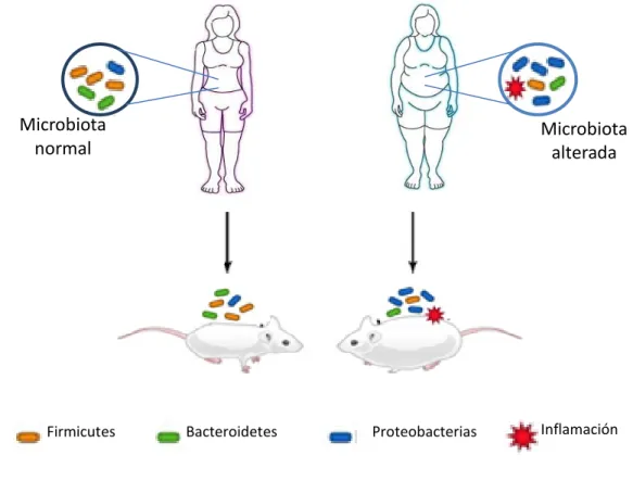Figura  1.  Diferencias  en  la  microbiota  intestinal  de  obesos  y  no  obesos  (modificada de Bäckhed et al., 2010)