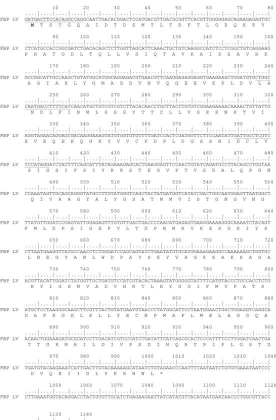 Fig. 1. Nucleotide and predicted protein for L. vannamei FBP. The start methionine is in bold and the stop codon is represented by an asterisk