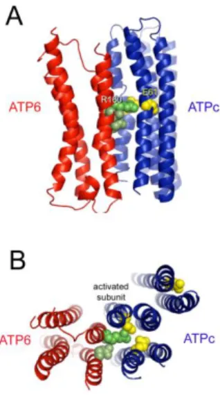 Fig. 1. Molecular Model of the ATP9- ATP6 Subcomplex from the Shrimp L. vannamei.   