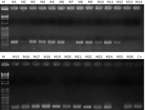Figure 3.1. PCR analysis  of 16S rDNA  gene  (~163  bp)  in  field  sample extracts.  Internal  control with Bacillus strain QST713 (C+)
