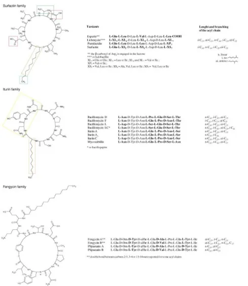 Figure  1.2.Structures  of  representative  members  and  diversity  within  the  three  cyclic  lipopeptide families synthesized by Bacillus species (taken from Ongena and Jacques 2008)