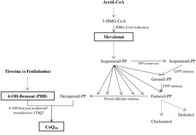 Figura 23 . Esquema de la via de biosíntesi del CoQ 10 . Modificada de  Dallner (2000).