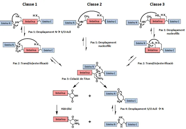 Fig. 1.7. Mecanismes de tall i unió de les tres classes de inteïnes diferents. Esquema reproduït de (Tori and Perler,  2011)