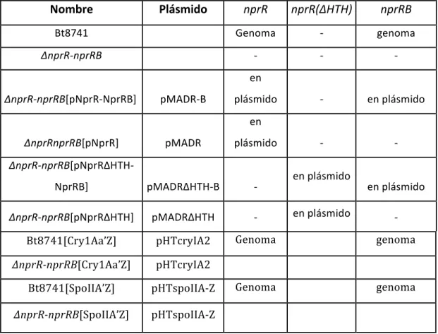 Tabla 1.- Cepas silvestres  y transformadas utilizadas.  