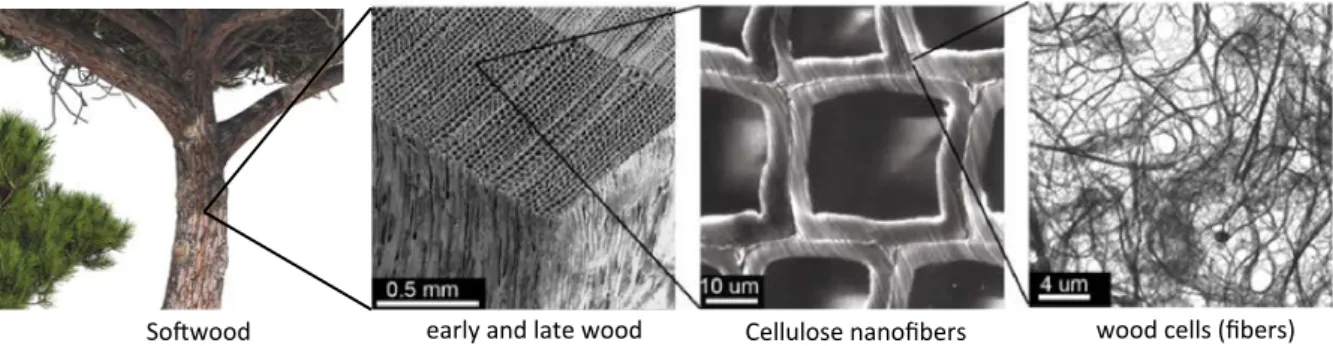 Figure  4  CNF  extraction  from  softwood  cell  wall  (Oksman  et  al. 