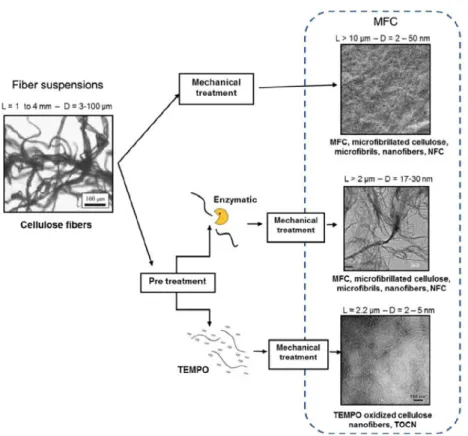 Figure  6  Different  strategies  for  the  production  of  CNF  materials (Lavoine et al., 2012)