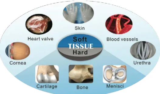 Figure  9  Prospects  for  the  various  biomedical  uses  of  bacterial  cellulose-based materials (Fu et al., 2013)