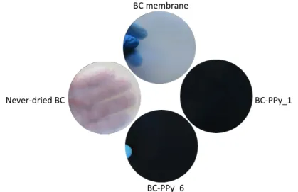 Figure  21  Never-dried  BC,  BC  membrane  and  conductive  membrane based on BC-PPy