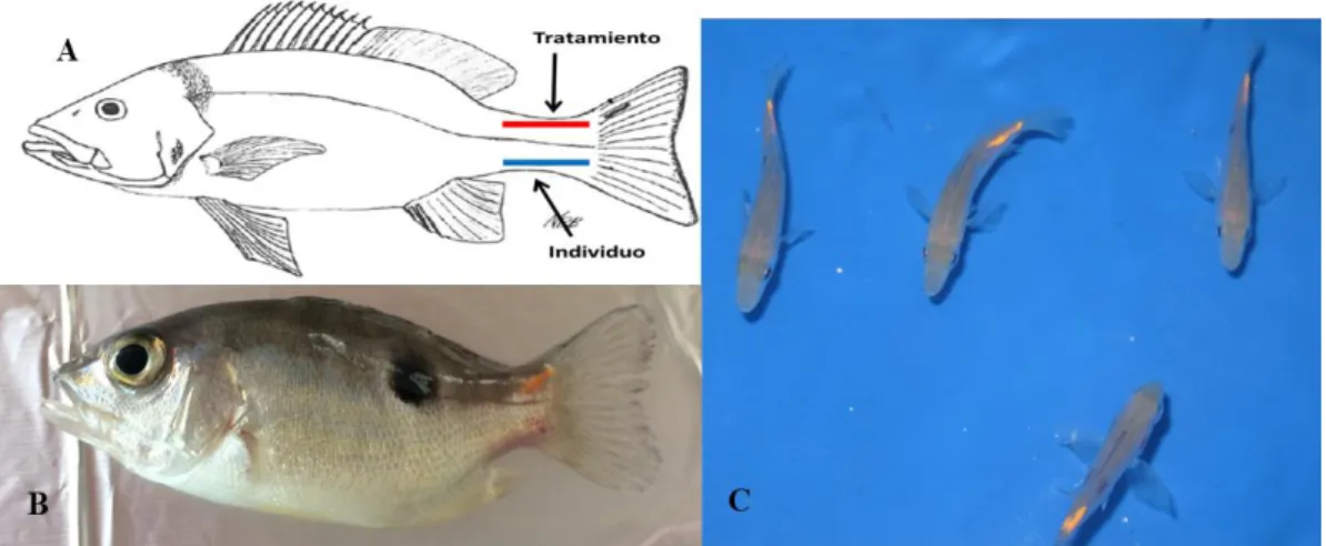Figura  51.  A)  Representación  esquemática  del  implante  de  elastómero  colocado  en  L