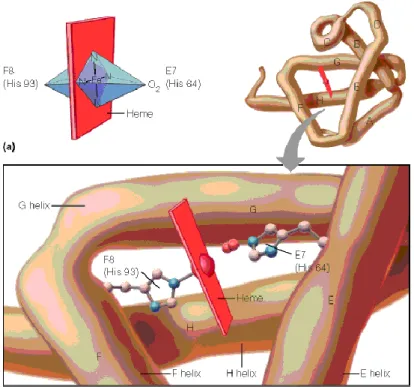 Figure 1. Estructura de la mioglobina. 