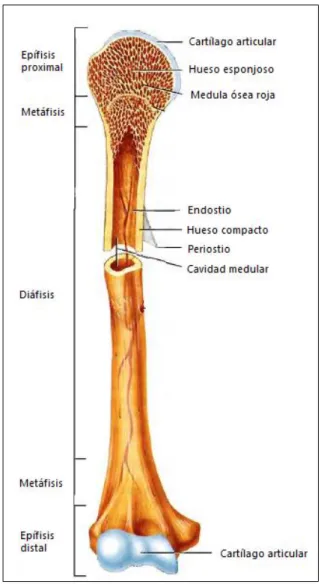Figura 2: Partes de un hueso largo. 