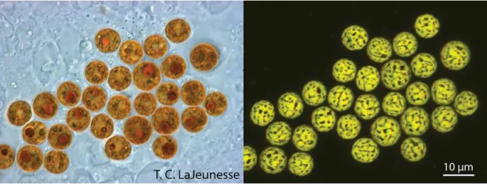 Figura 6  Symbiodinium 