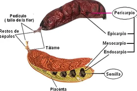 Figura 1: :  El fruto de tara y sus partes