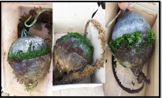 Figura 8. Boya cargada de biofouling húmedo.  