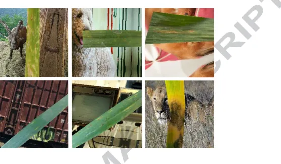 Figure 6: Full resized images with the sub-imposed artificial background