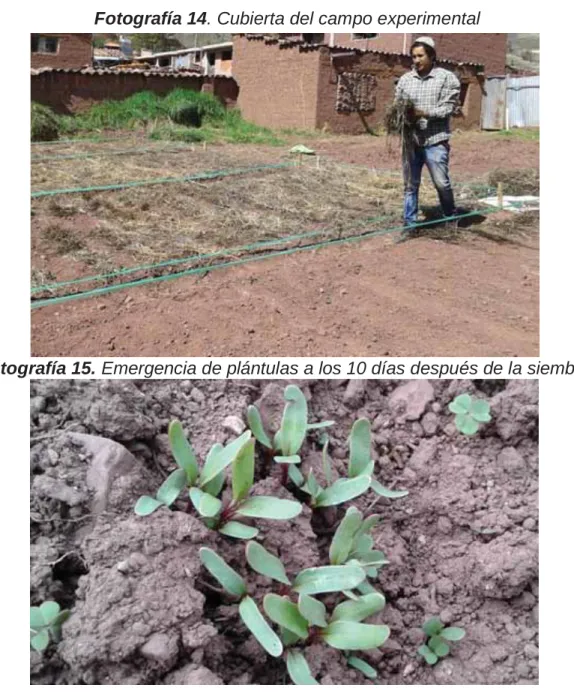 Tabla 14: Malezas encontradas en el campo experimental 