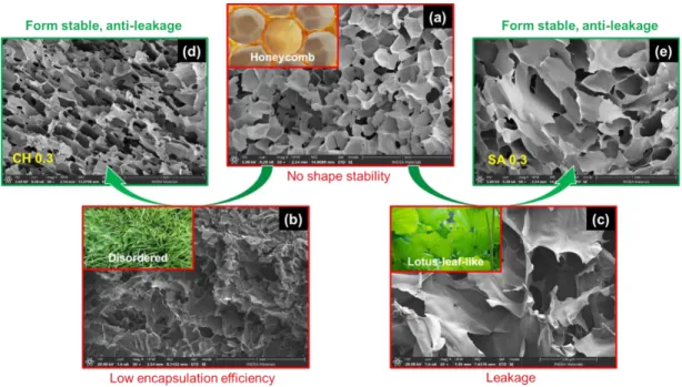 Figure 5 (a) Honeycomb like PLR foam, (b) discorded pore structure of CH foam, (c) Lotus-leaf- Lotus-leaf-like structure of SA foam, (d) SEM image of sample with both CH and PLR, and (e) the SEM image  of sample with both SA and PLR