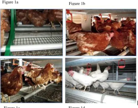 Figure 1:   Examples of plastic (a and b) and metal perches (c) in enriched cages (photos: I
