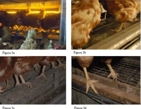 Figure 3:   (a) Round steel perches mounted over a feeder line (photo: I. Estevez), (b, c) steel profiles  of different shapes at the edges of tiers (photos: FLI) and  (d) wooden perches in a multi-tier system  (photo: FLI) 