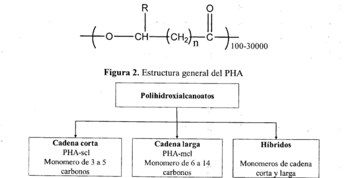 Figura 2. Estructura general del PHA 